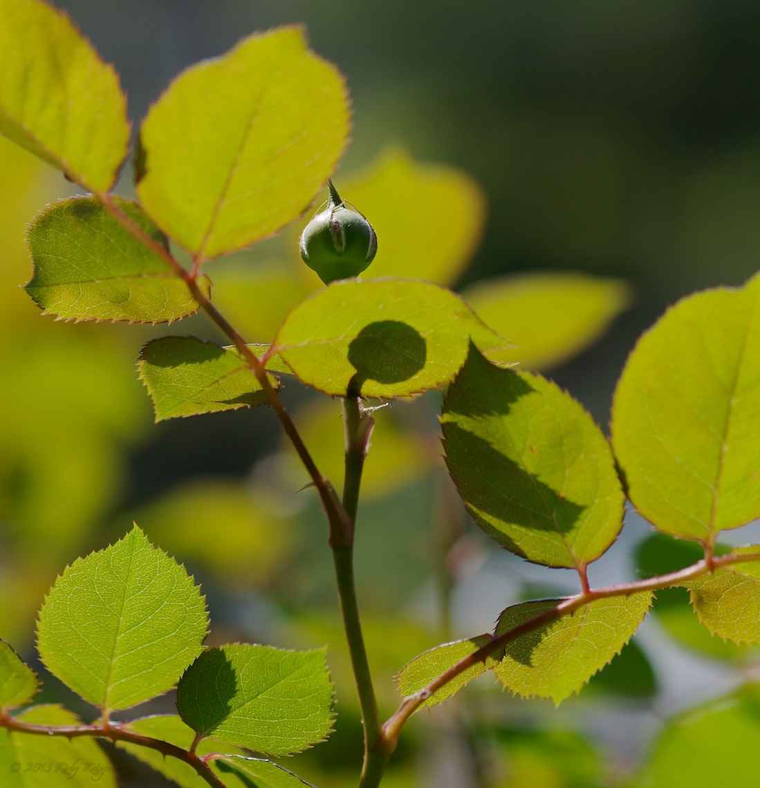234_2012-04-30_SunNFlowers_Pittsburgh_156 of 158_DSC02316.jpg